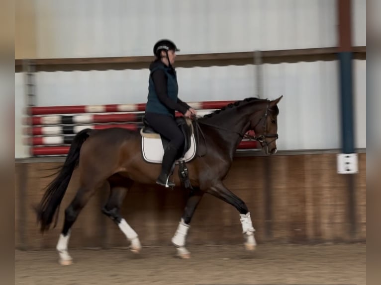 KWPN Wallach 4 Jahre 167 cm Dunkelbrauner in Oud Gastel