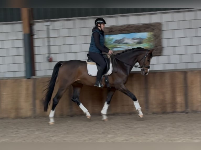 KWPN Wallach 4 Jahre 167 cm Dunkelbrauner in Oud Gastel