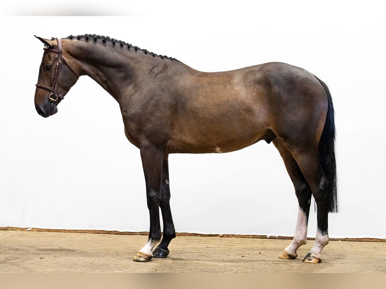 KWPN Wallach 4 Jahre 167 cm Dunkelbrauner in Waddinxveen