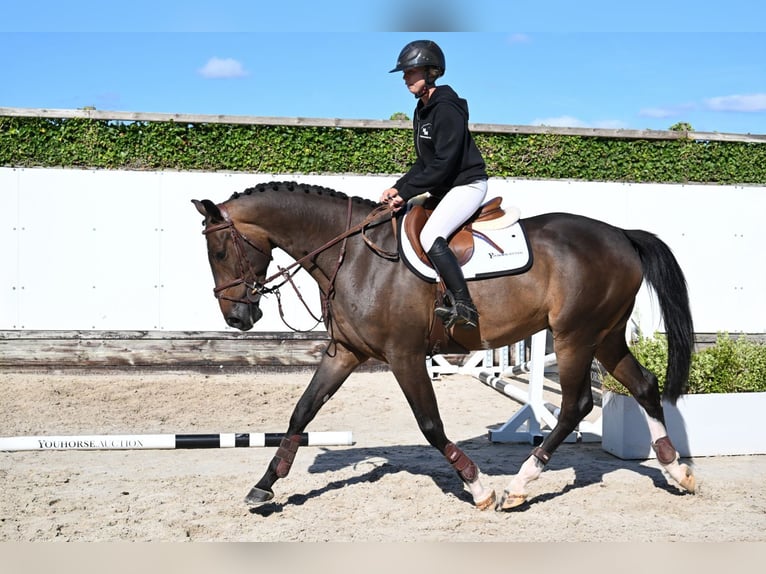 KWPN Wallach 4 Jahre 167 cm Dunkelbrauner in Waddinxveen