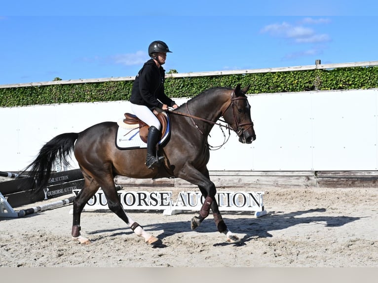 KWPN Wallach 4 Jahre 167 cm Dunkelbrauner in Waddinxveen