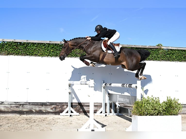 KWPN Wallach 4 Jahre 167 cm Dunkelbrauner in Waddinxveen
