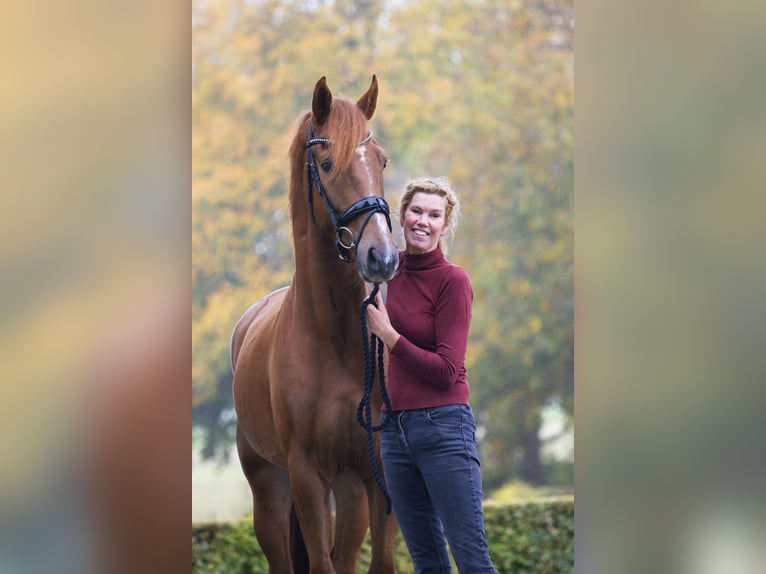 KWPN Wallach 4 Jahre 167 cm Fuchs in Almkerk