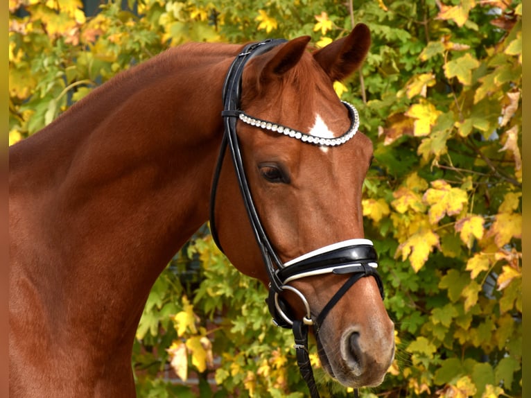 KWPN Wallach 4 Jahre 167 cm Fuchs in Neuss