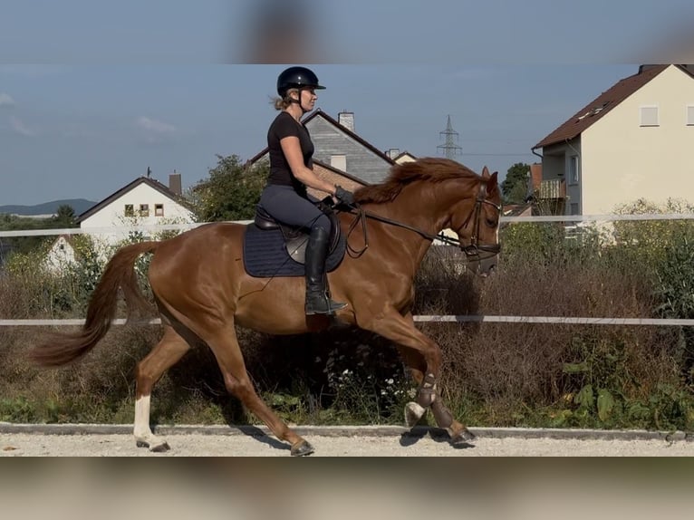 KWPN Wallach 4 Jahre 167 cm Fuchs in Kassel