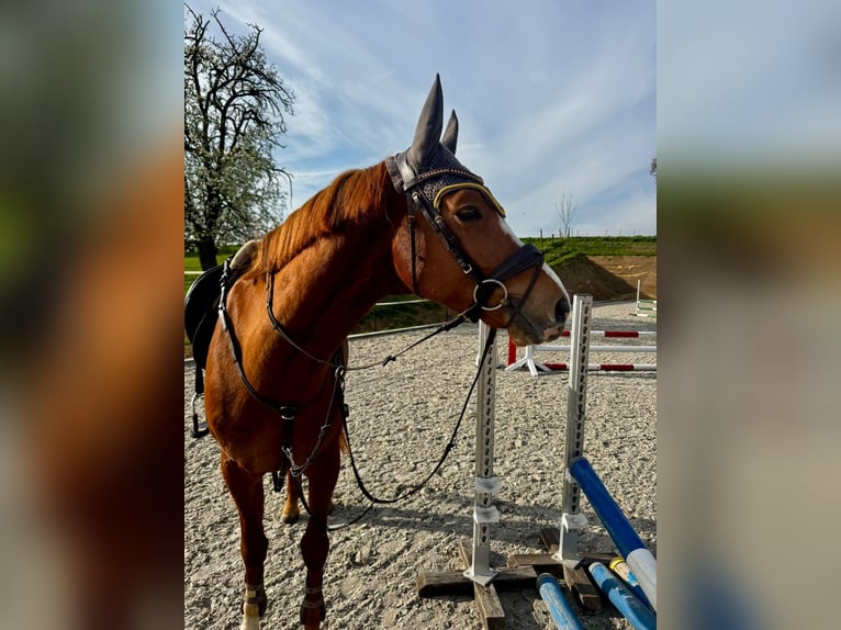 KWPN Wallach 4 Jahre 167 cm Fuchs in Cherbourg-en-Cotentin