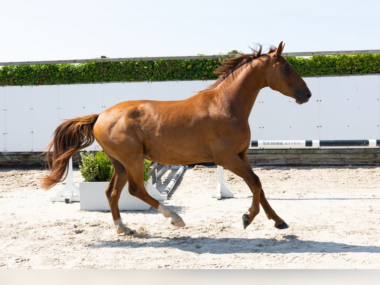 KWPN Wallach 4 Jahre 167 cm Fuchs in Waddinxveen