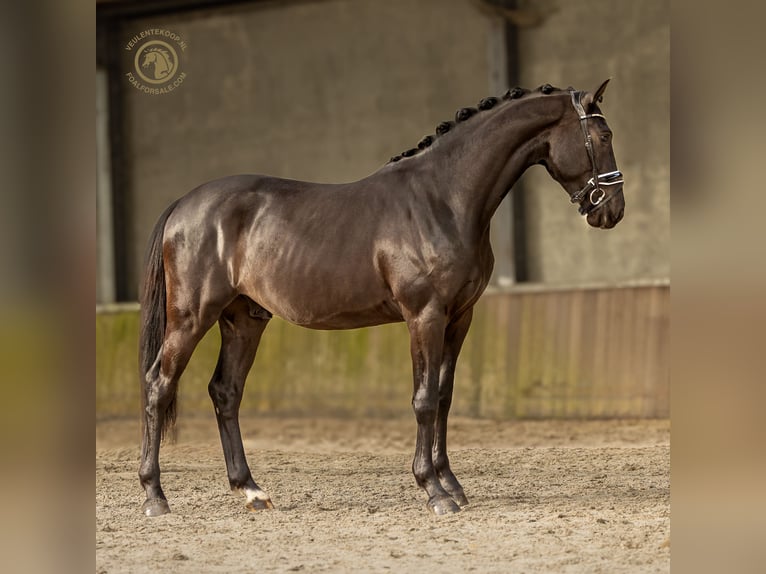 KWPN Wallach 4 Jahre 167 cm Rappe in MOL