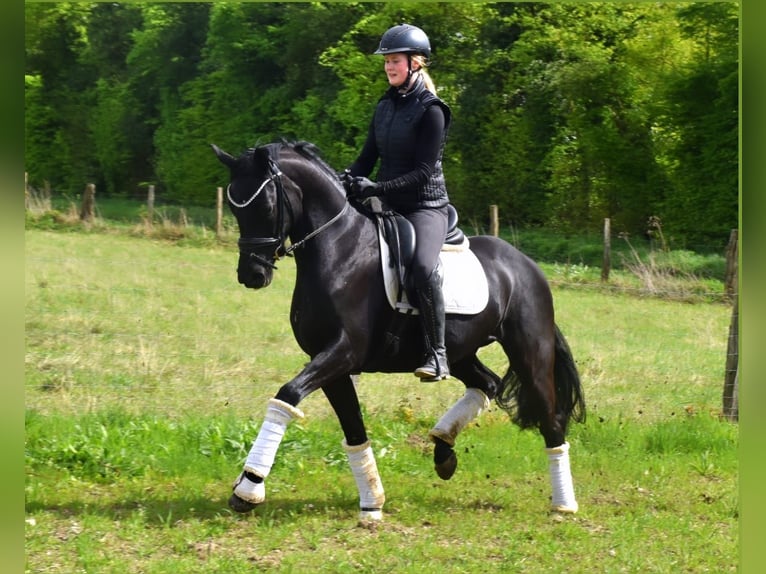 KWPN Wallach 4 Jahre 167 cm Rappe in Neuss