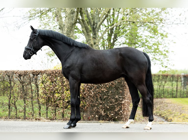 KWPN Wallach 4 Jahre 167 cm Rappe in Lithoijen