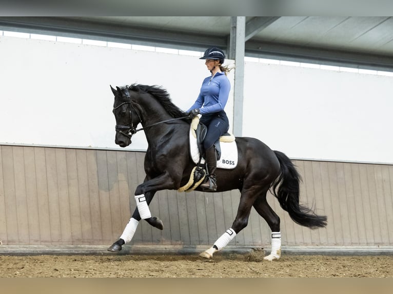 KWPN Wallach 4 Jahre 167 cm Rappe in Lithoijen