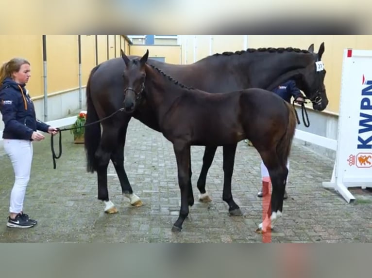 KWPN Wallach 4 Jahre 167 cm Rappe in Monmouthsire