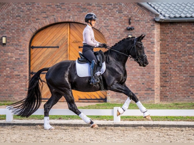 KWPN Wallach 4 Jahre 167 cm Rappe in Sint-Oedenrode