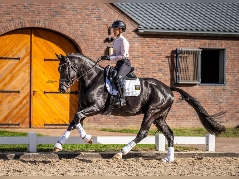 KWPN Wallach 4 Jahre 167 cm Rappe in Sint-Oedenrode