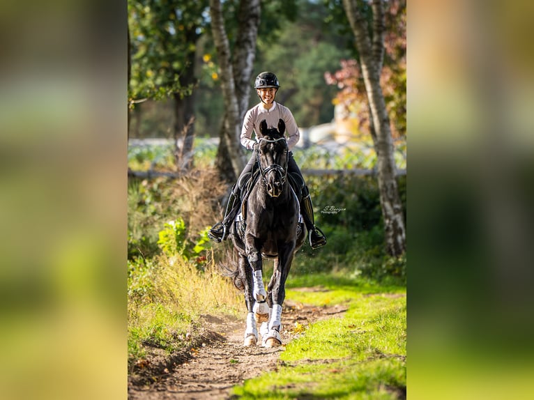 KWPN Wallach 4 Jahre 167 cm Rappe in Sint-Oedenrode