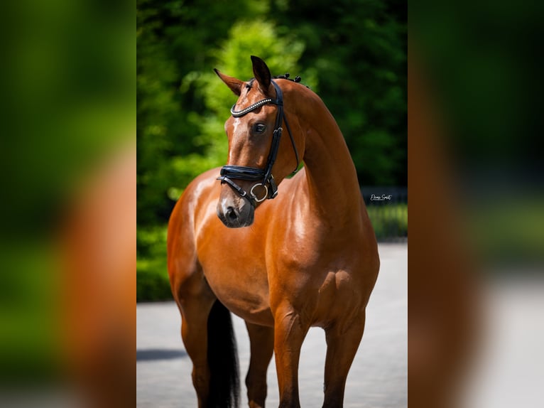 KWPN Wallach 4 Jahre 167 cm Rotbrauner in Mol