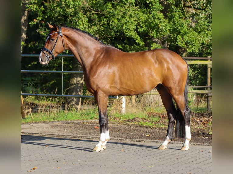 KWPN Wallach 4 Jahre 168 cm Brauner in Lienen