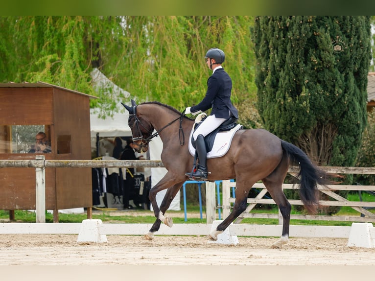 KWPN Wallach 4 Jahre 168 cm Brauner in Mouriès