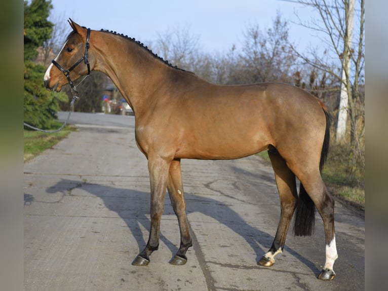 KWPN Wallach 4 Jahre 168 cm Brauner in Szarvas