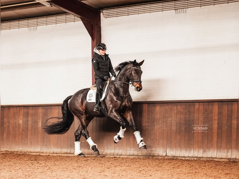 KWPN Wallach 4 Jahre 168 cm Dunkelbrauner in Roermond