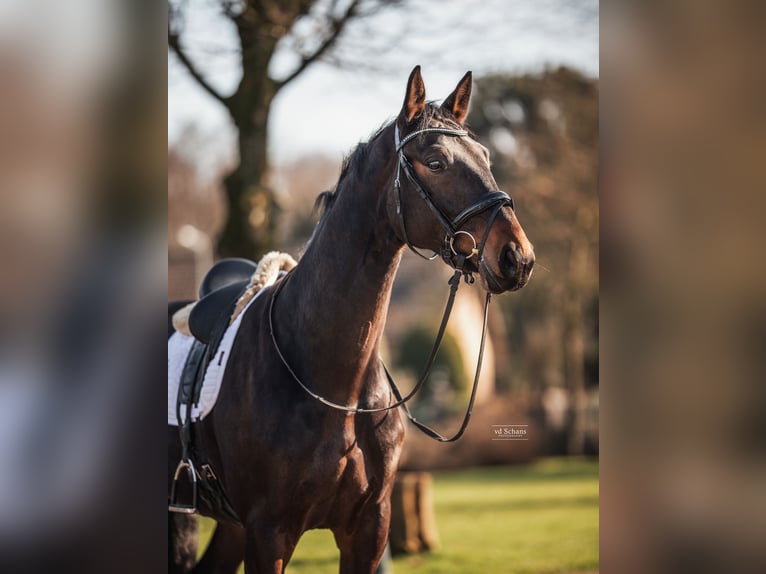 KWPN Wallach 4 Jahre 168 cm Dunkelbrauner in Roermond