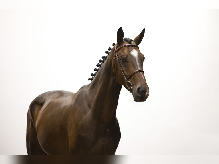 KWPN Wallach 4 Jahre 168 cm Dunkelbrauner in Waddinxveen