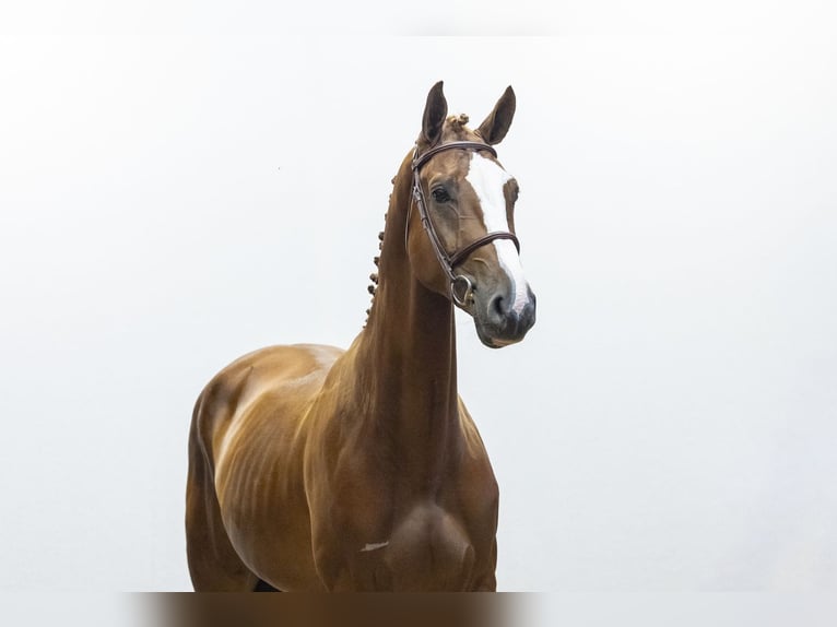 KWPN Wallach 4 Jahre 168 cm Fuchs in Waddinxveen