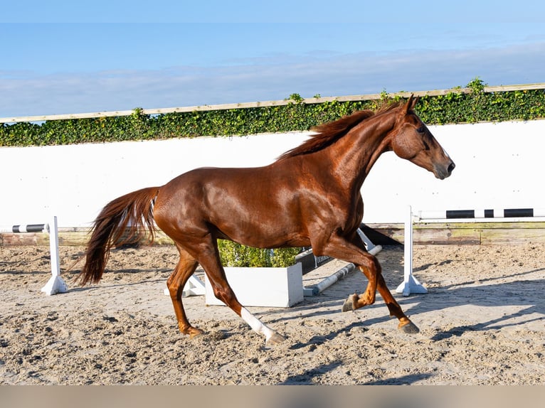 KWPN Wallach 4 Jahre 168 cm Fuchs in Waddinxveen