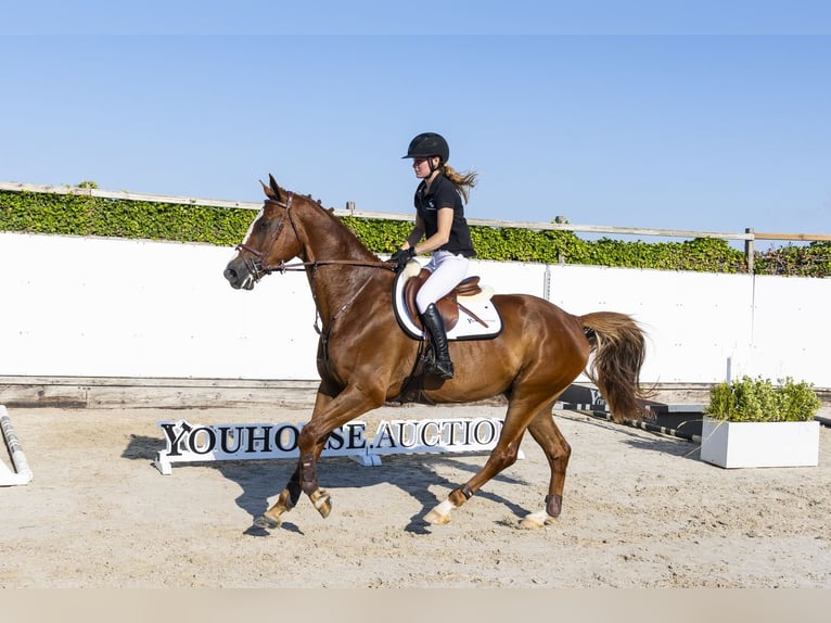 KWPN Wallach 4 Jahre 168 cm Fuchs in Waddinxveen