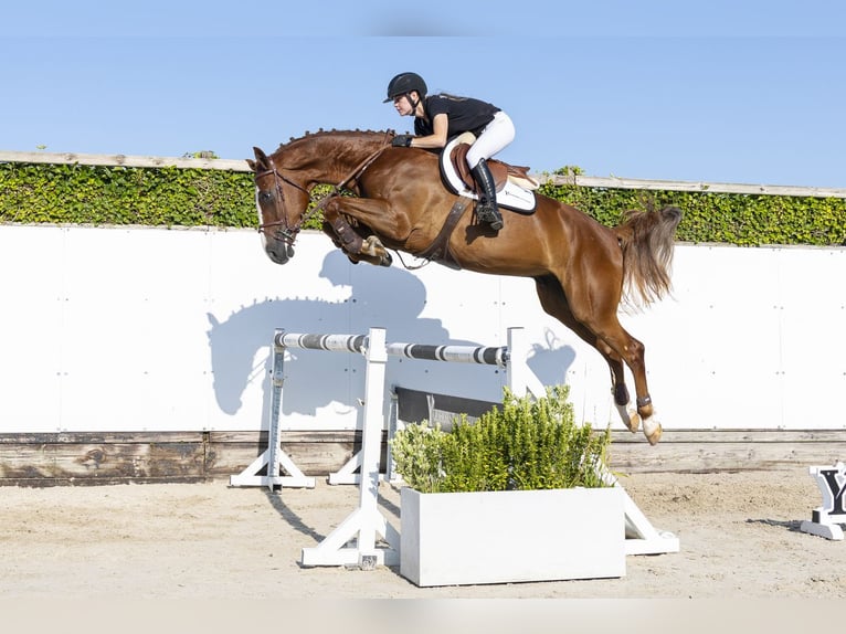 KWPN Wallach 4 Jahre 168 cm Fuchs in Waddinxveen