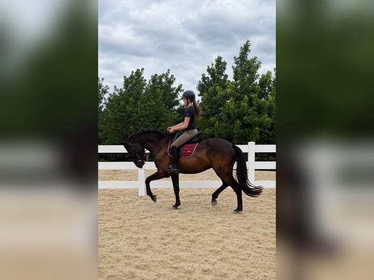 KWPN Wallach 4 Jahre 168 cm Rappe in Lelystad