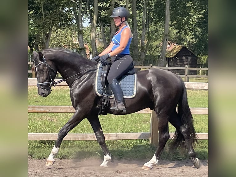 KWPN Wallach 4 Jahre 168 cm Rappe in Lille