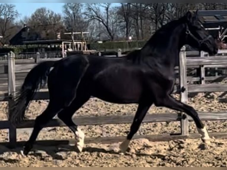 KWPN Wallach 4 Jahre 168 cm Rappe in Lille