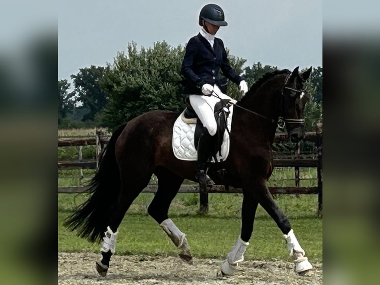 KWPN Wallach 4 Jahre 168 cm Rappe in Lille
