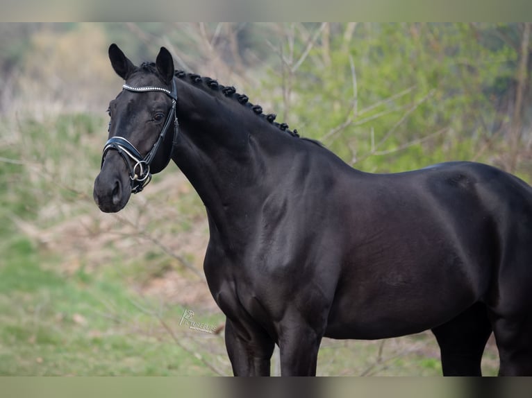 KWPN Wallach 4 Jahre 168 cm Rappe in Peer