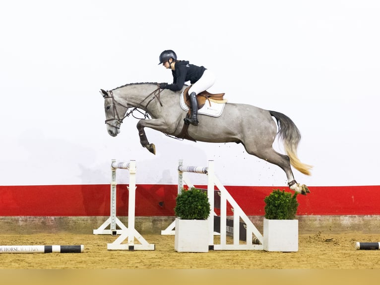 KWPN Wallach 4 Jahre 168 cm Schimmel in Waddinxveen