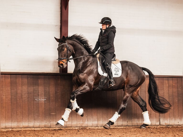KWPN Wallach 4 Jahre 168 cm Schwarzbrauner in Roermond