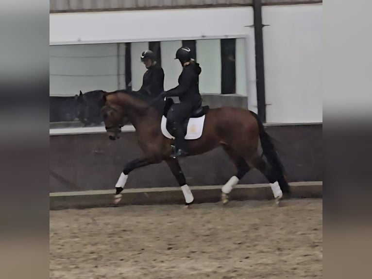 KWPN Wallach 4 Jahre 169 cm Brauner in Zuid-Beijerland