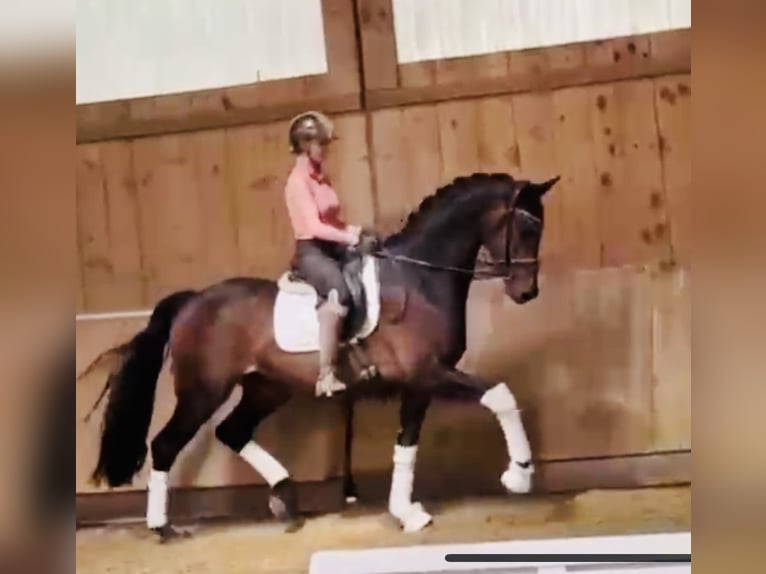 KWPN Wallach 4 Jahre 169 cm Dunkelbrauner in Bielefeld