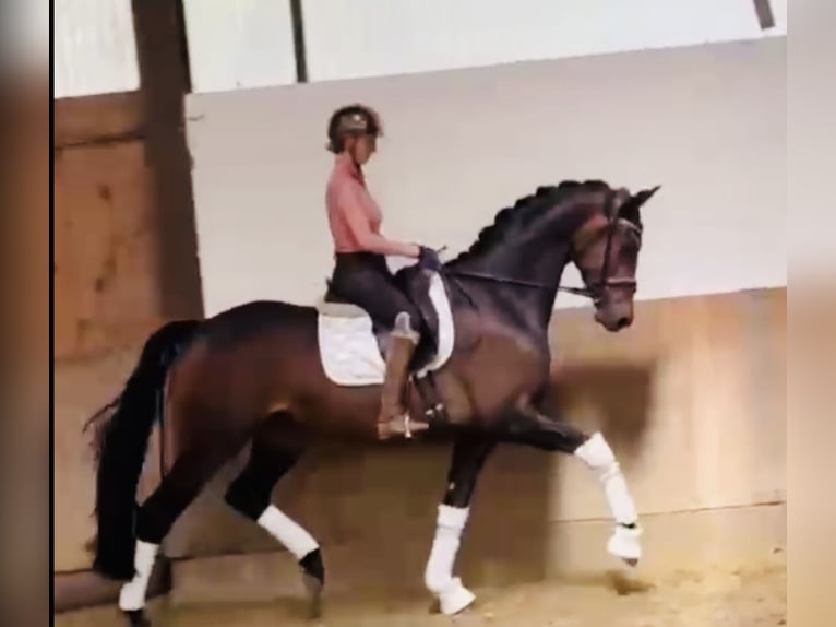 KWPN Wallach 4 Jahre 169 cm Dunkelbrauner in Bielefeld