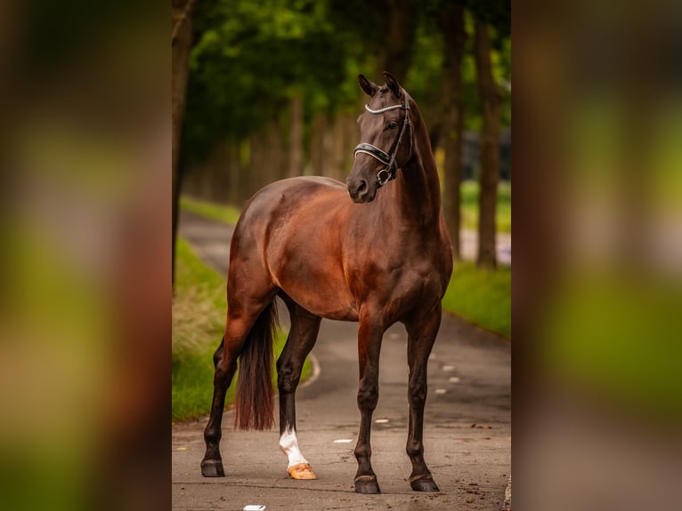 KWPN Wallach 4 Jahre 169 cm Dunkelbrauner in Everdingen