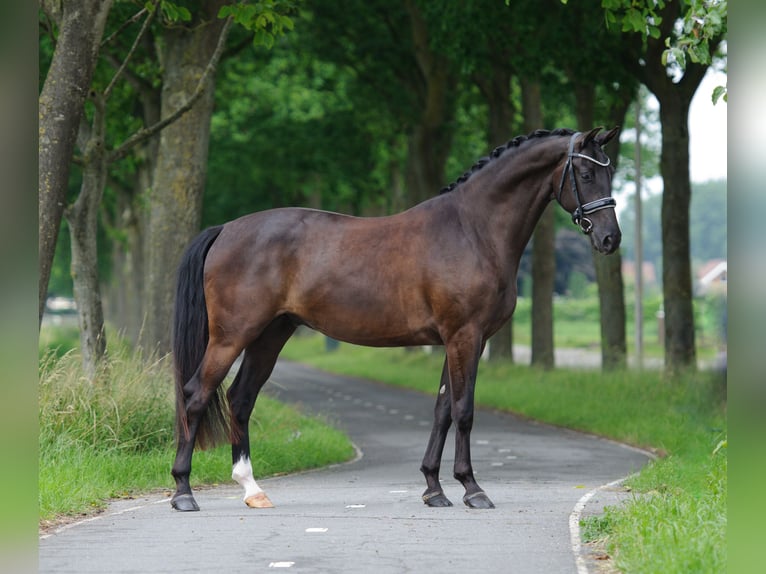 KWPN Wallach 4 Jahre 169 cm Dunkelbrauner in Everdingen
