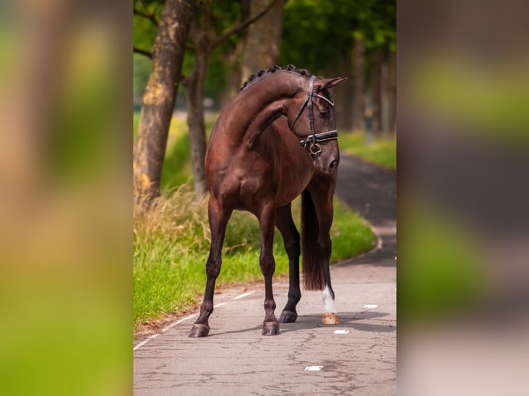 KWPN Wallach 4 Jahre 169 cm Dunkelbrauner in Everdingen