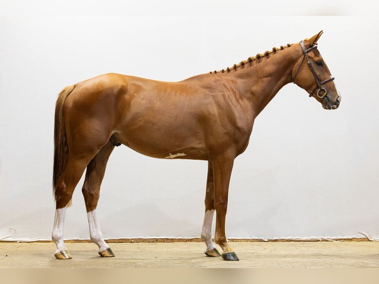 KWPN Wallach 4 Jahre 169 cm Dunkelfuchs in Waddinxveen
