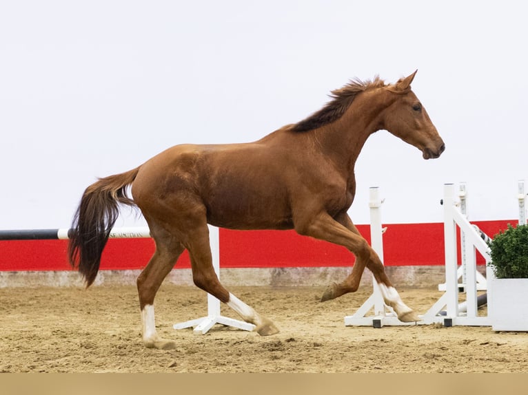 KWPN Wallach 4 Jahre 169 cm Fuchs in Waddinxveen