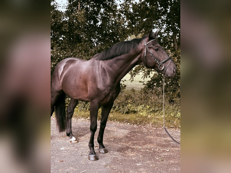 KWPN Wallach 4 Jahre 169 cm Rappe in Achterveld