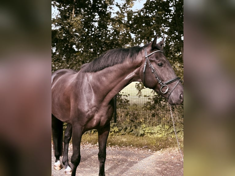 KWPN Wallach 4 Jahre 169 cm Rappe in Achterveld