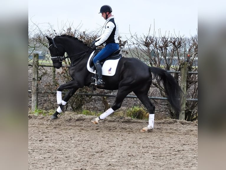 KWPN Wallach 4 Jahre 169 cm Rappe in PrinsenbeekPrinssenbeek