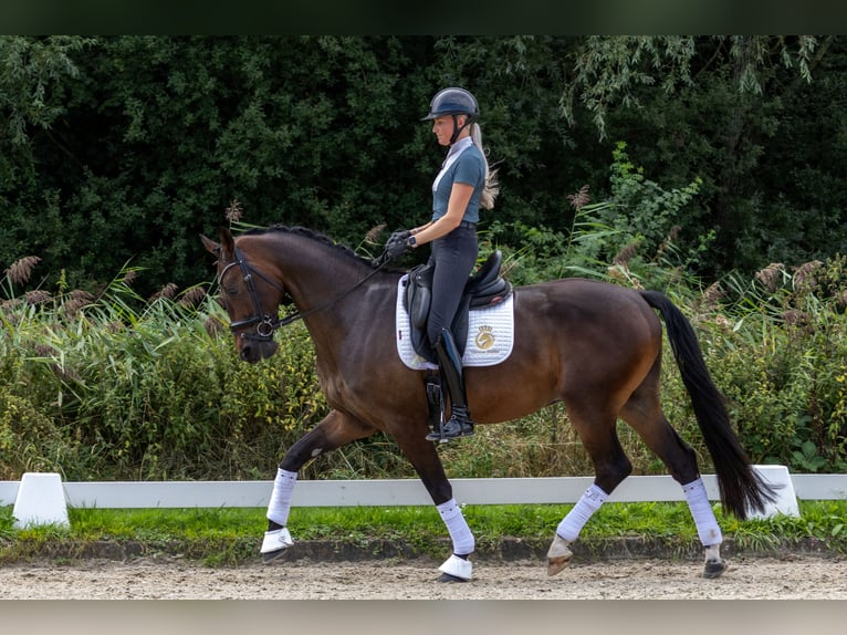 KWPN Wallach 4 Jahre 170 cm Brauner in Aalsmeer