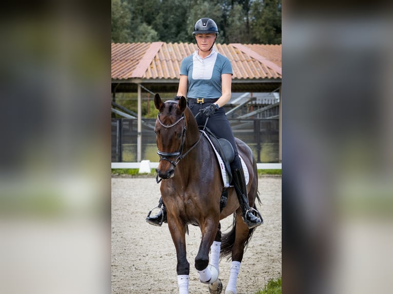 KWPN Wallach 4 Jahre 170 cm Brauner in Aalsmeer
